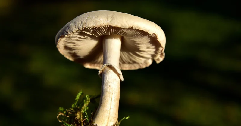 Les champignons : le choix qui change tout